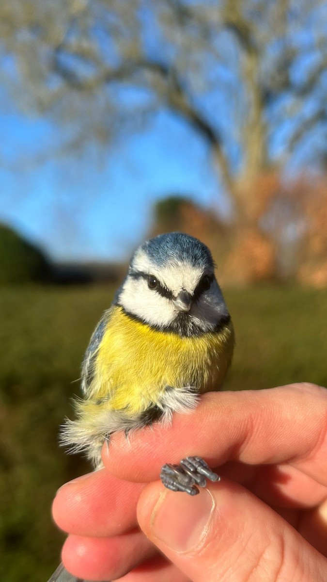 Eurasian Blue Tit - ML647562934
