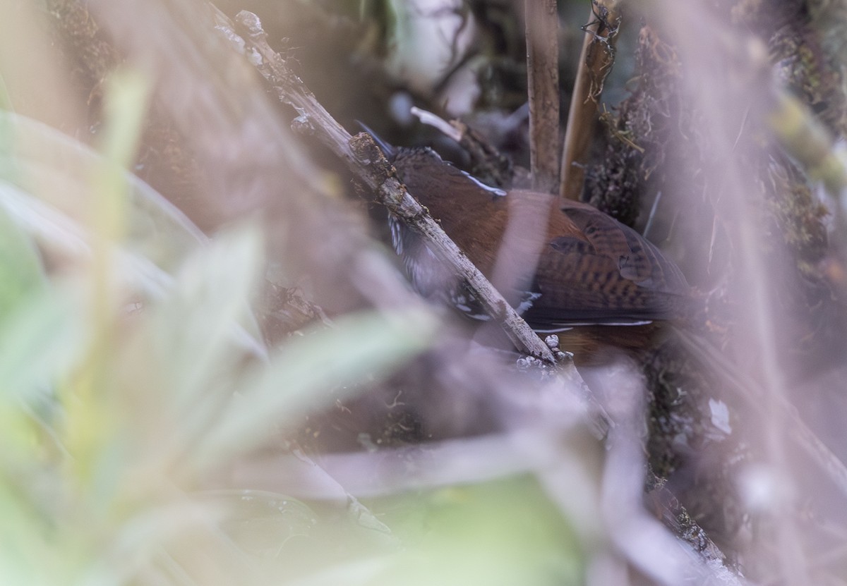 Bar-winged Wood-Wren - ML647562939