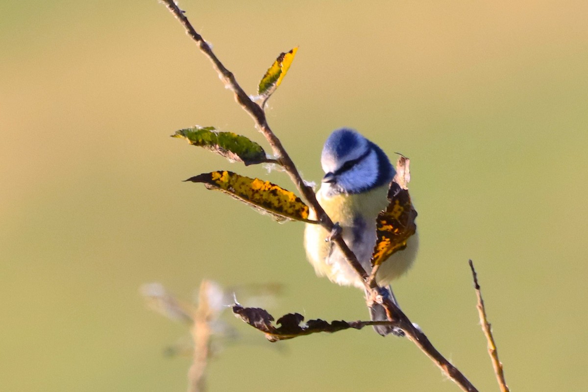 Eurasian Blue Tit - ML647562961
