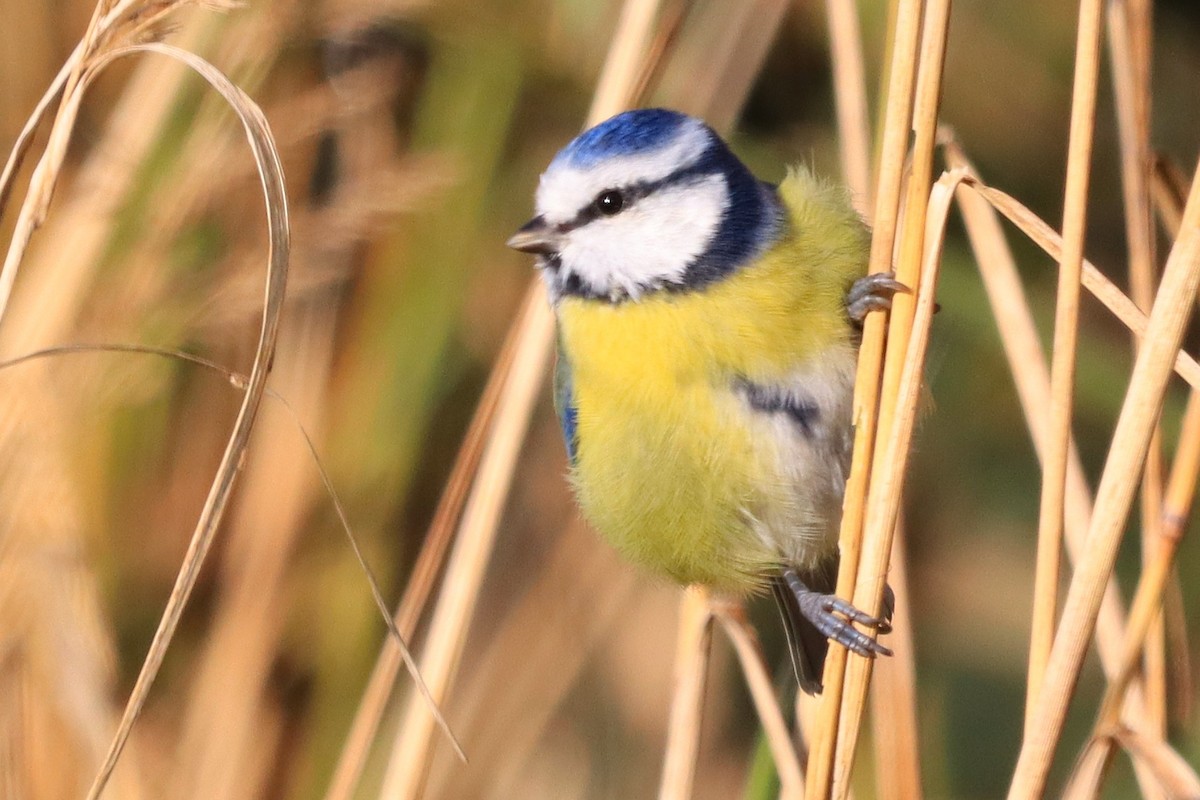 Eurasian Blue Tit - ML647562963
