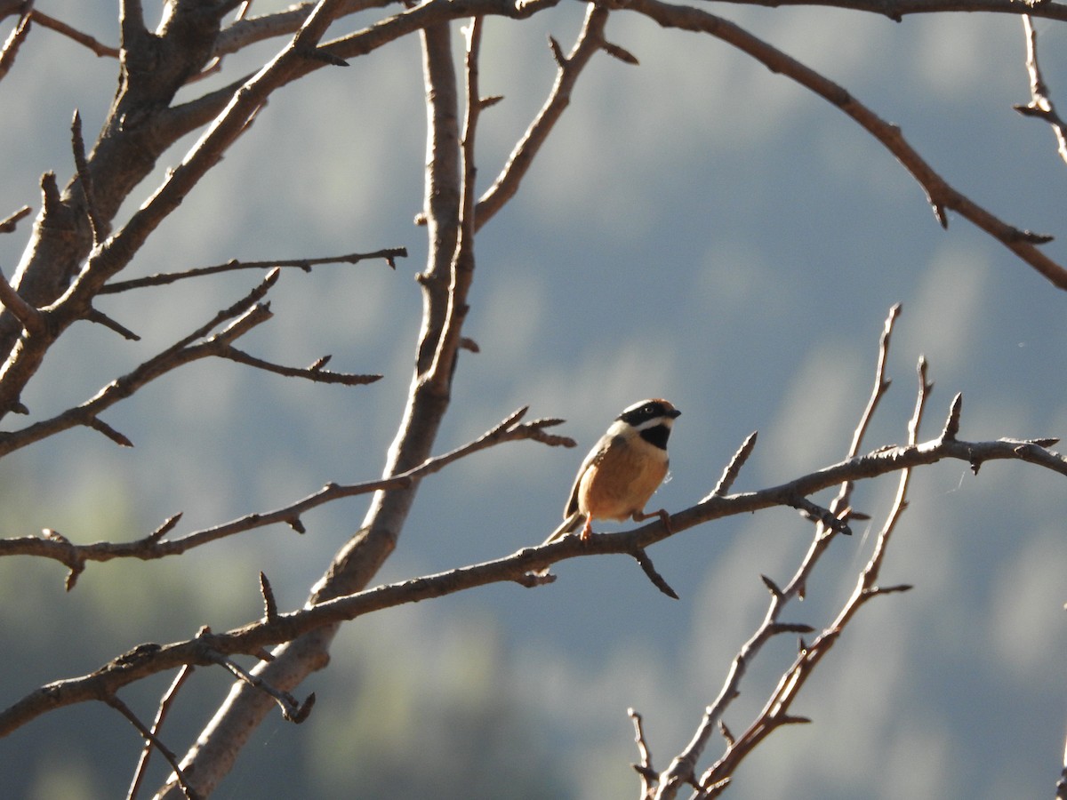 Black-throated Tit - ML647562965