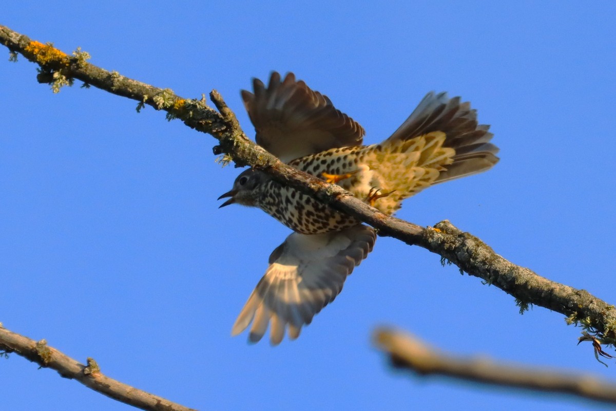 槲鶇 - ML647562975