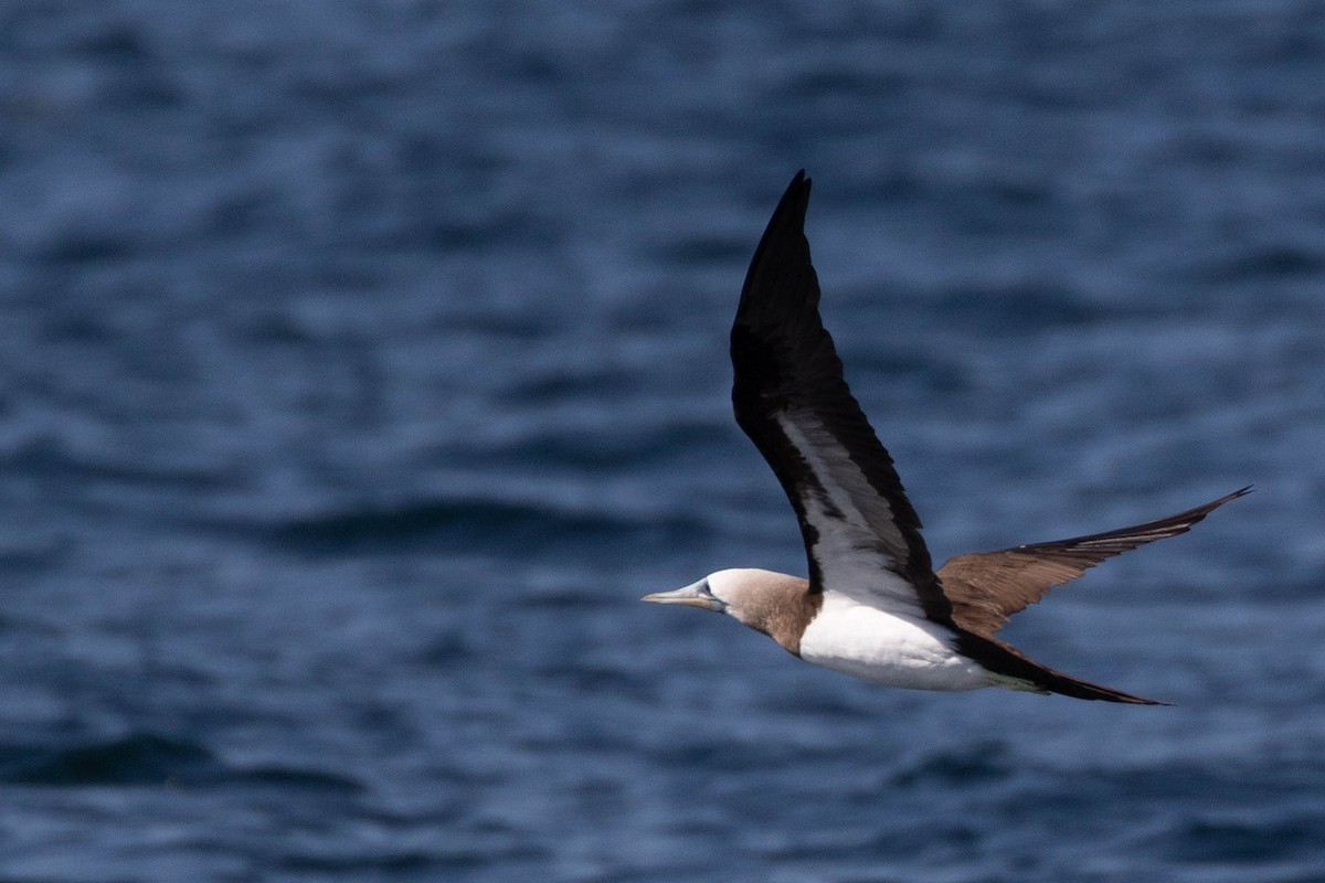 Cocos Booby - ML647562988