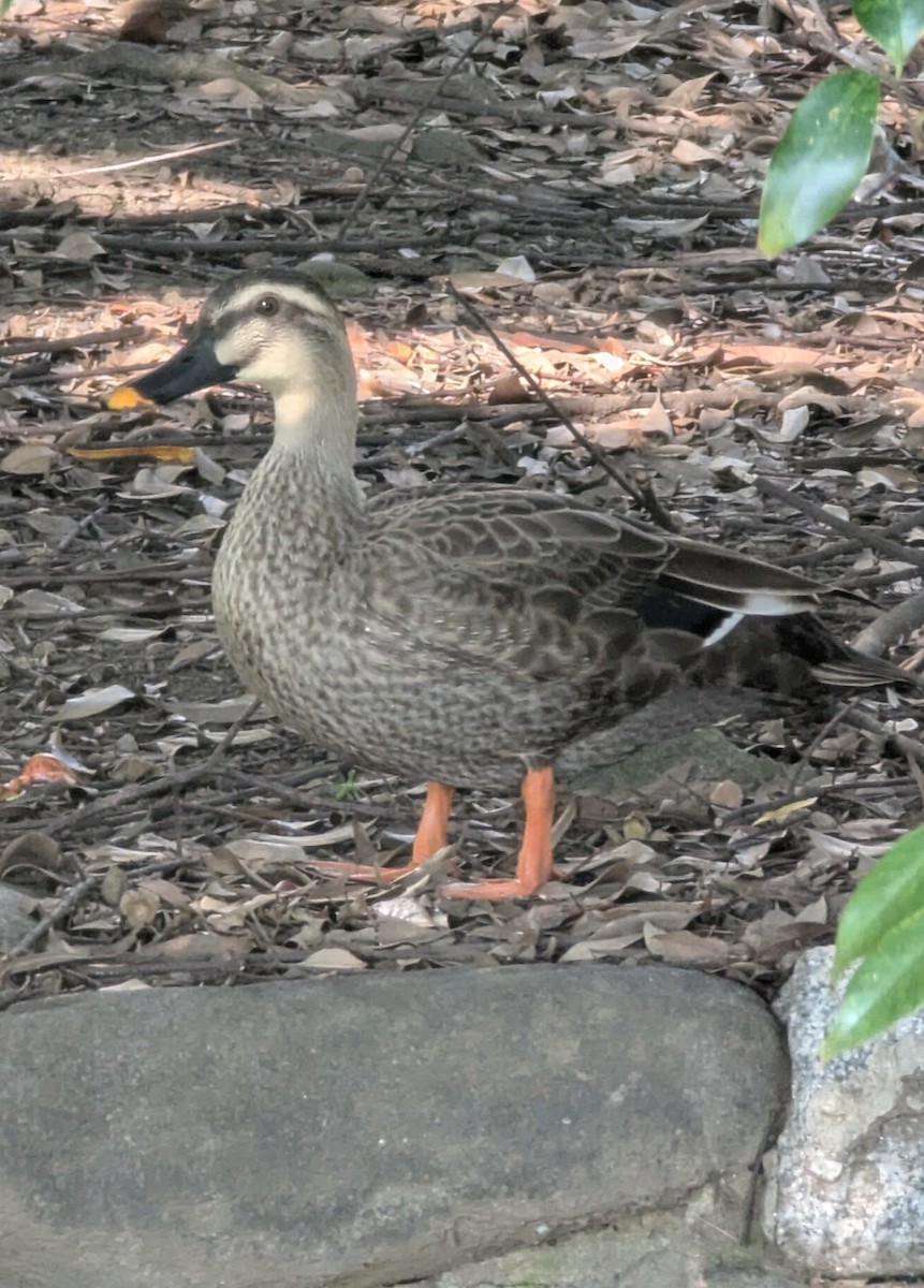 Eastern Spot-billed Duck - ML647563008