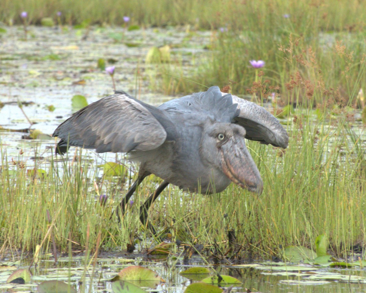 Китоголов - ML647563009