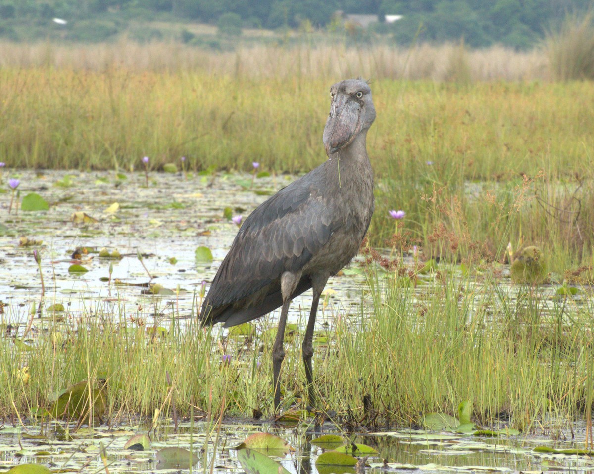 Китоголов - ML647563010