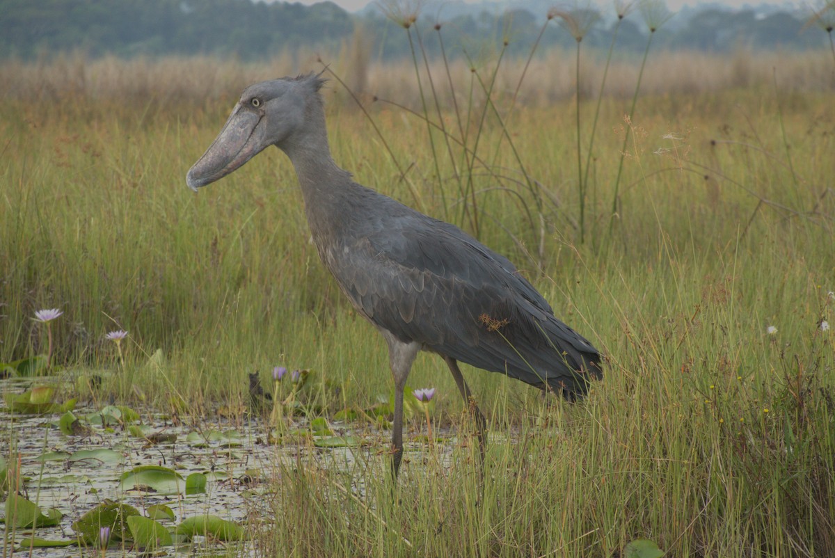 Китоголов - ML647563011