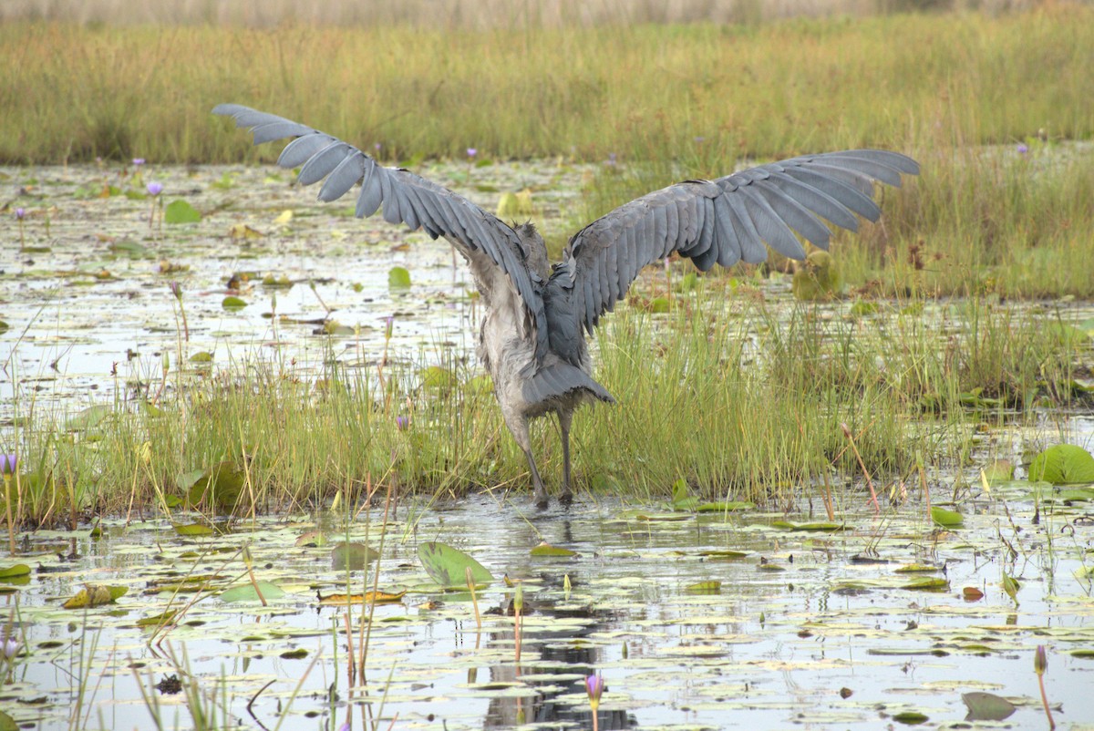 Китоголов - ML647563013