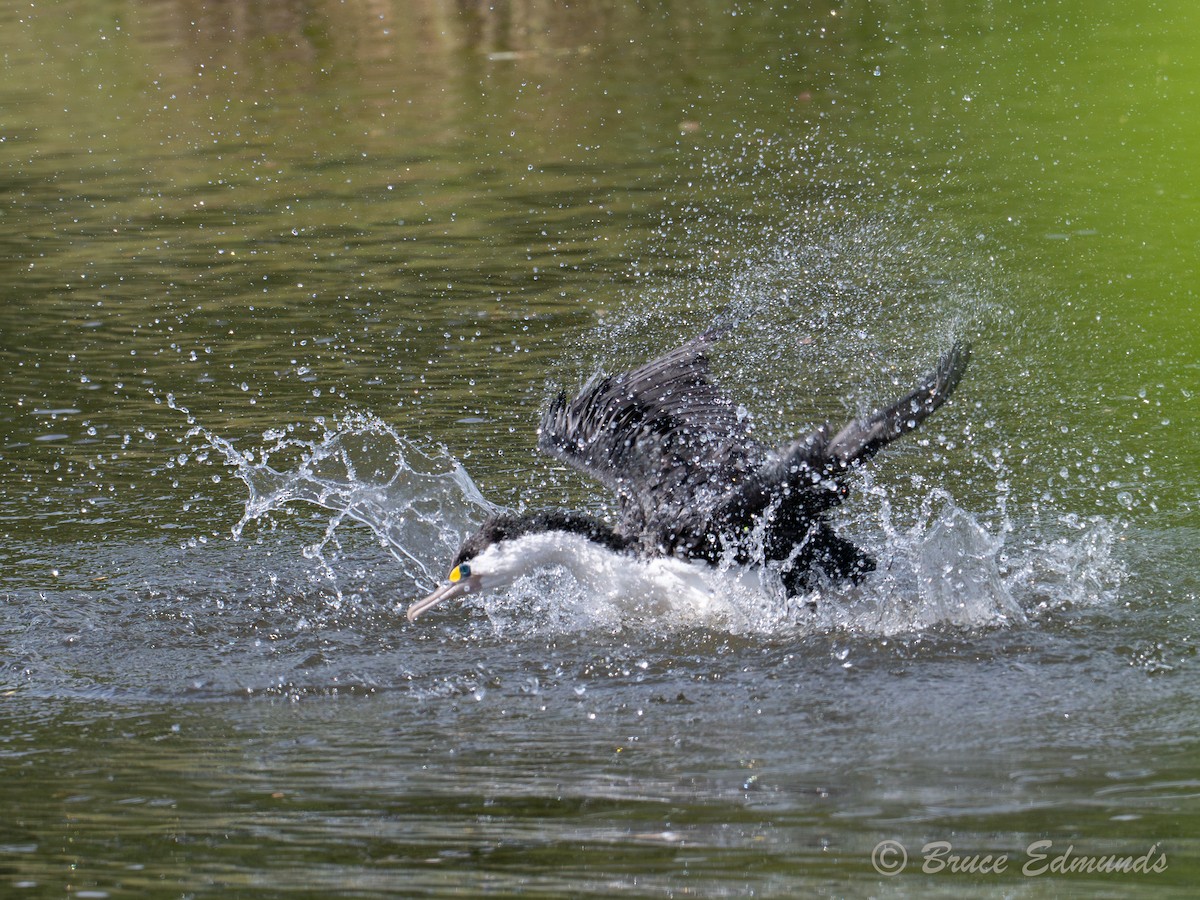 Pied Cormorant - ML647563033