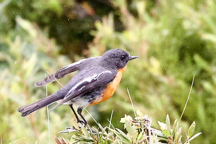 lejsčík ohnivý - ML647563034