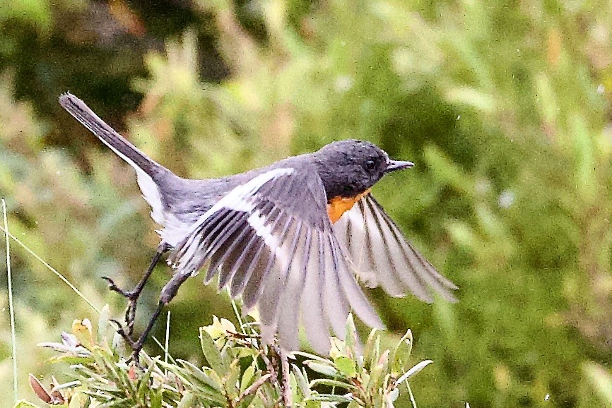 lejsčík ohnivý - ML647563041