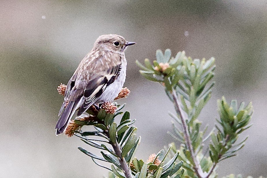 lejsčík ohnivý - ML647563044