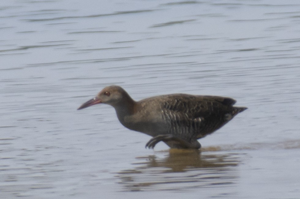 Slaty-breasted Rail - ML647563048