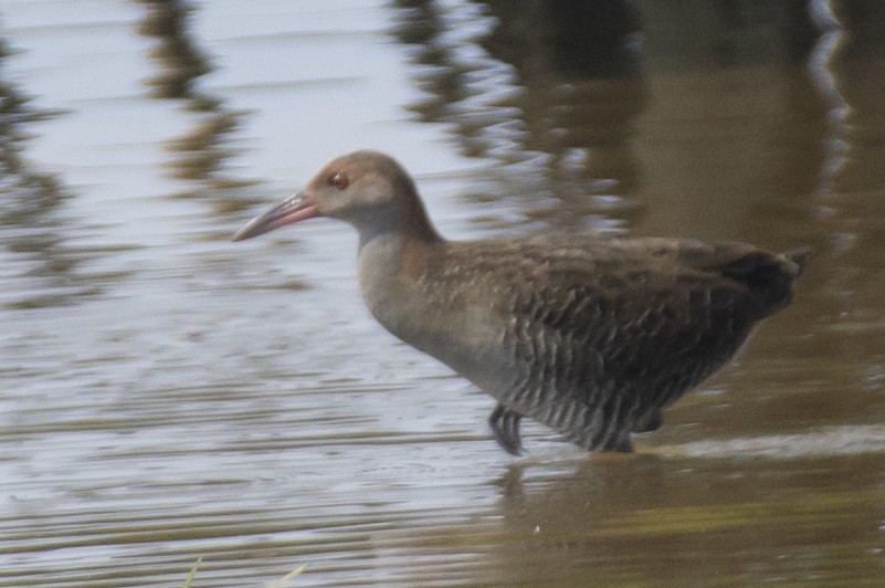 Slaty-breasted Rail - ML647563049