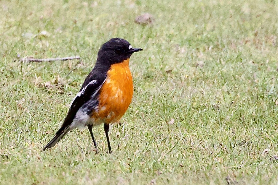 lejsčík ohnivý - ML647563050