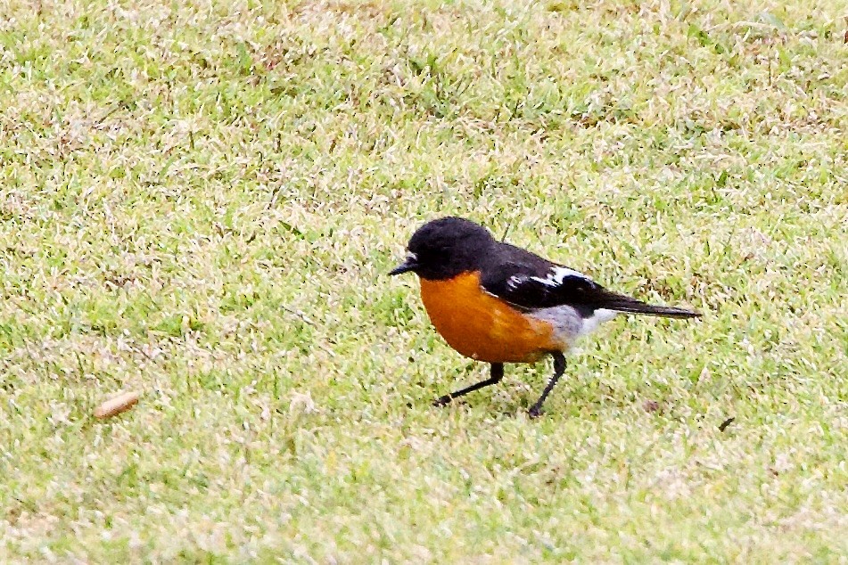 lejsčík ohnivý - ML647563053