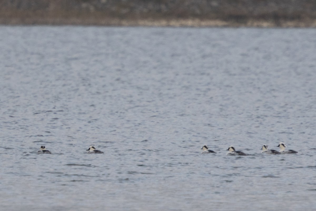 מרגון גמדי - ML647563054