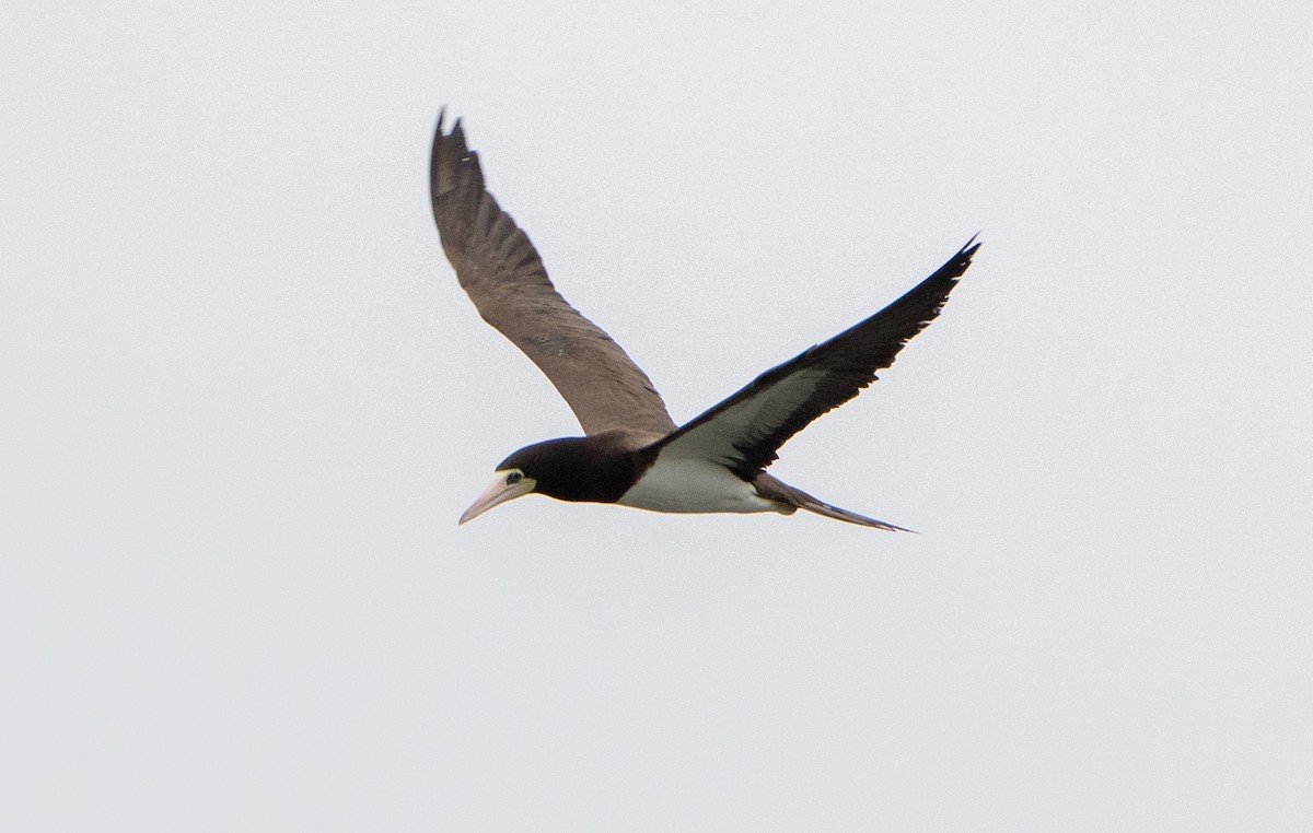 Brown Booby - ML647563059