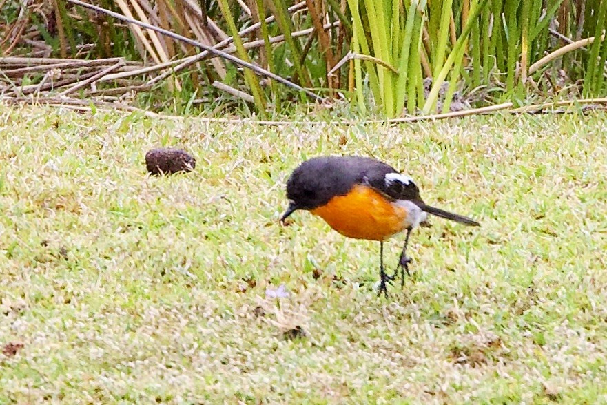 lejsčík ohnivý - ML647563068