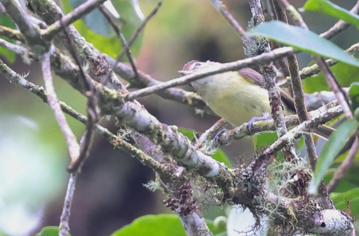 Brown-capped Vireo - ML647563075