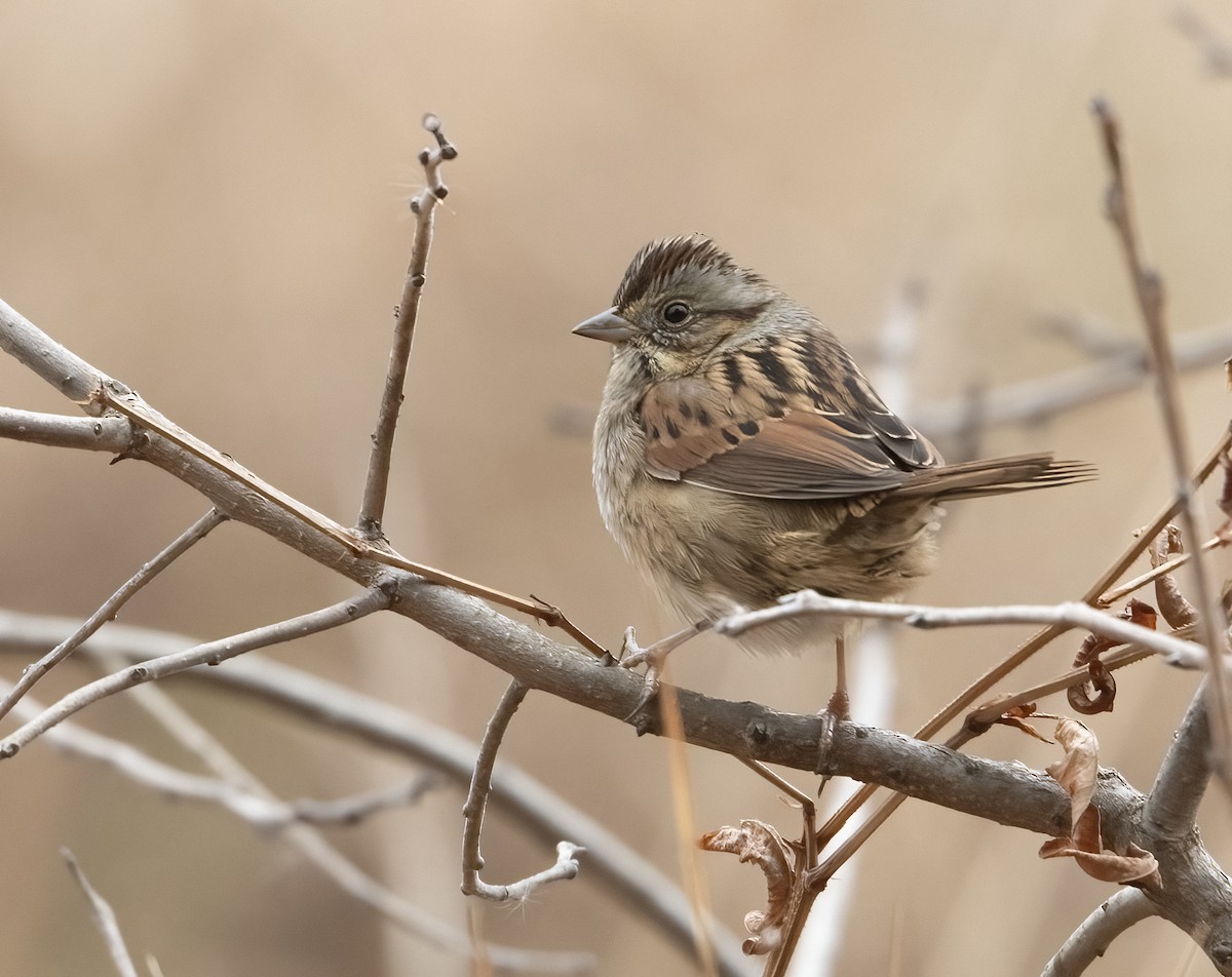 Болотная зонотрихия - ML647563119