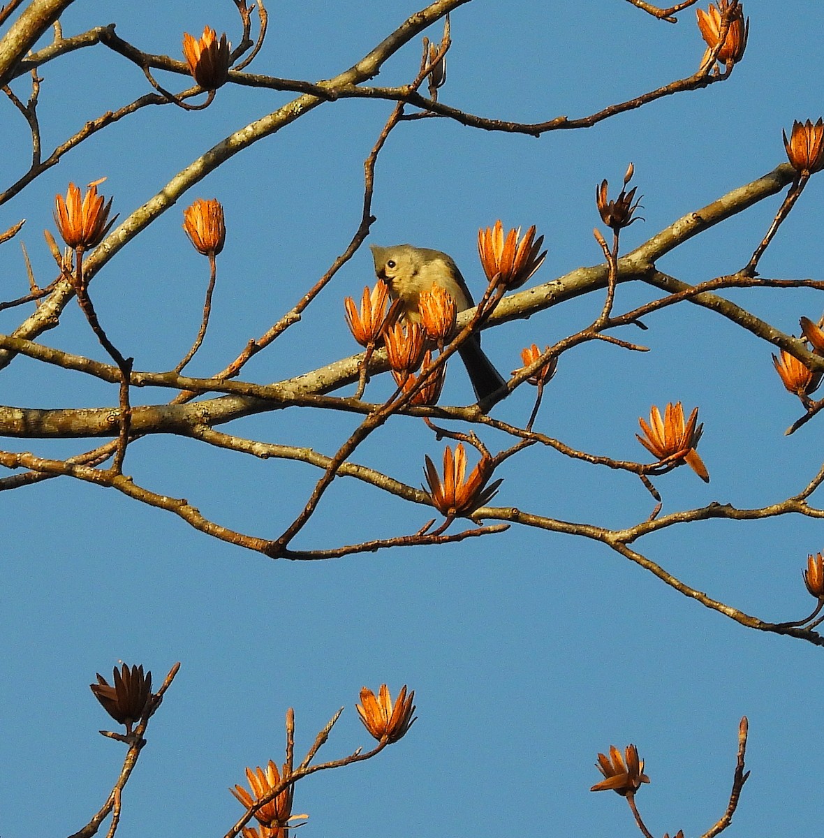 Tufted Titmouse - ML647563190