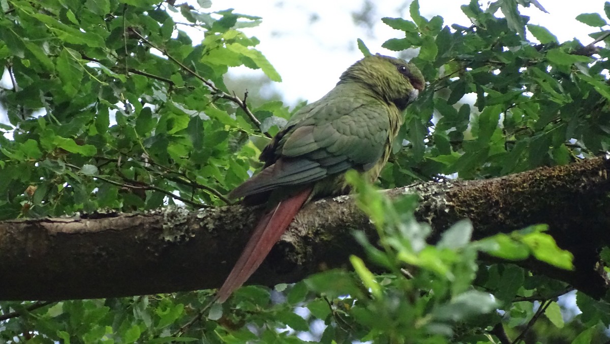 Austral Parakeet - ML647563191