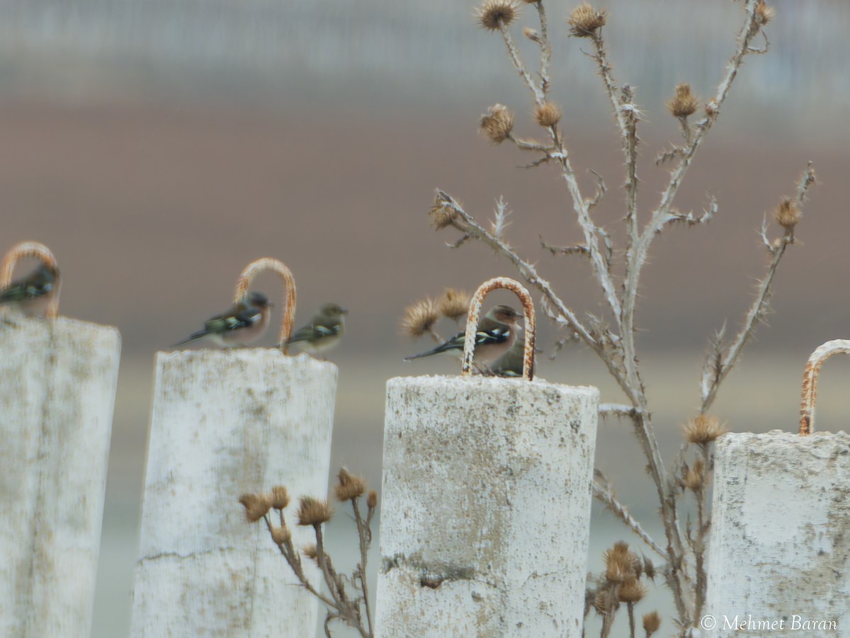 Long-legged Buzzard - ML647563192