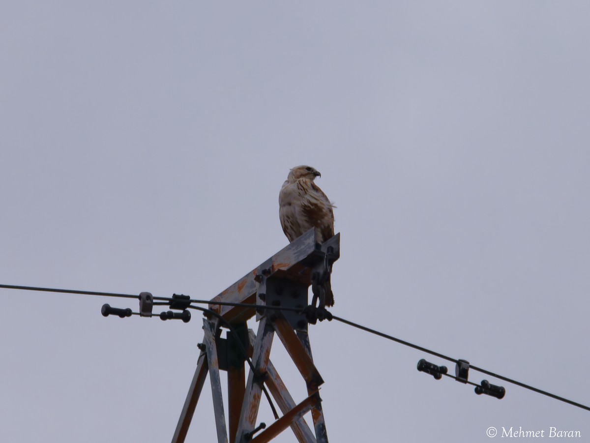 Long-legged Buzzard - ML647563193