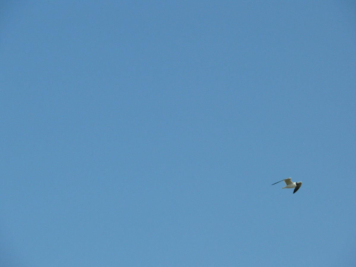 Laughing Gull - ML647563194