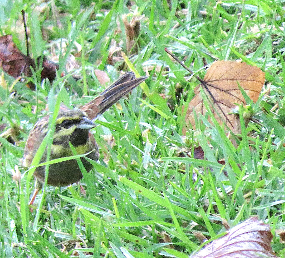 Cirl Bunting - ML647563195