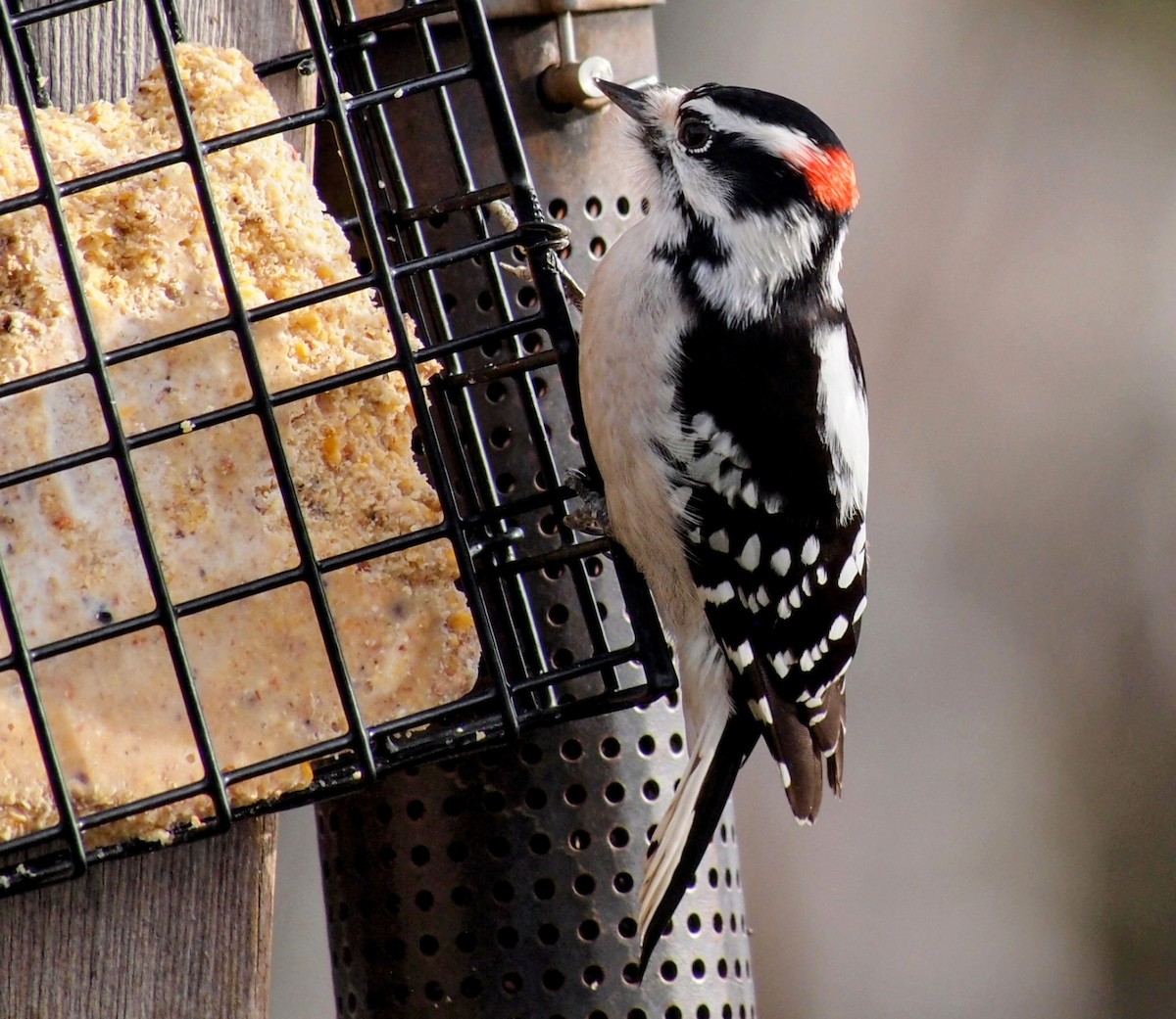 Downy Woodpecker - ML647563196