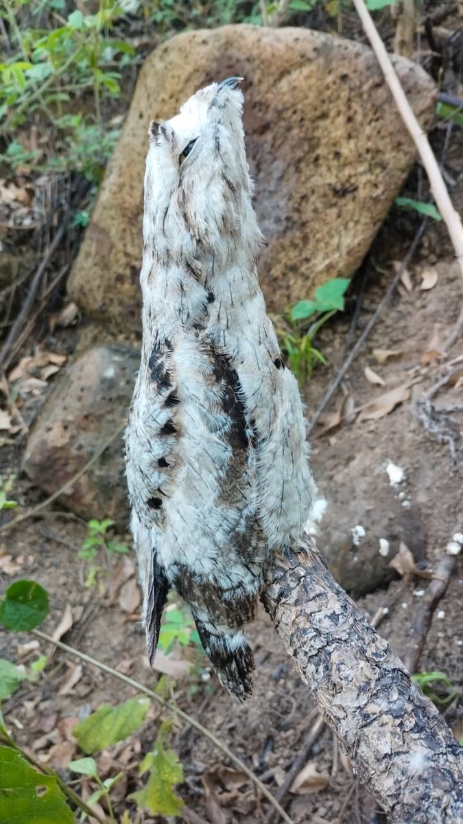 Common Potoo - ML647563197