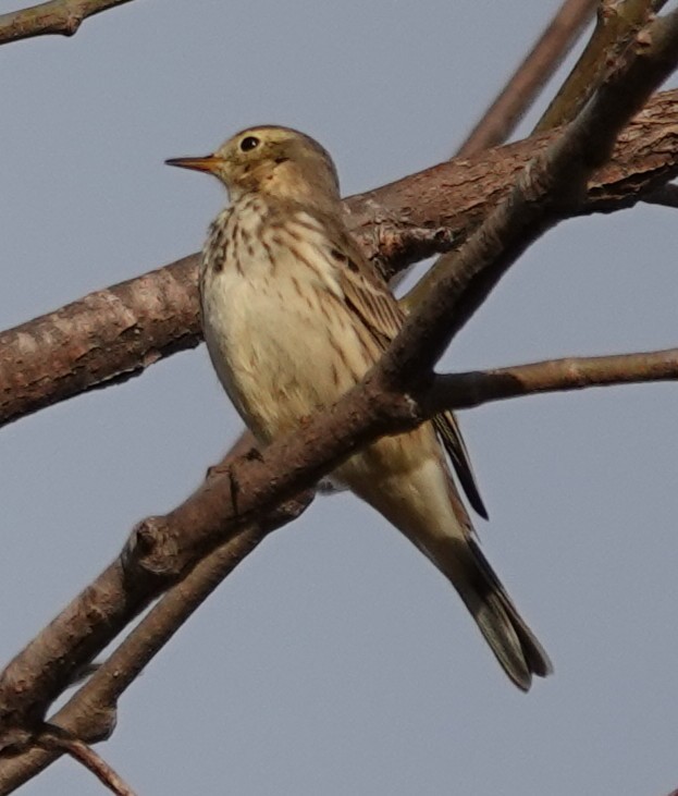 American Pipit - ML647563201