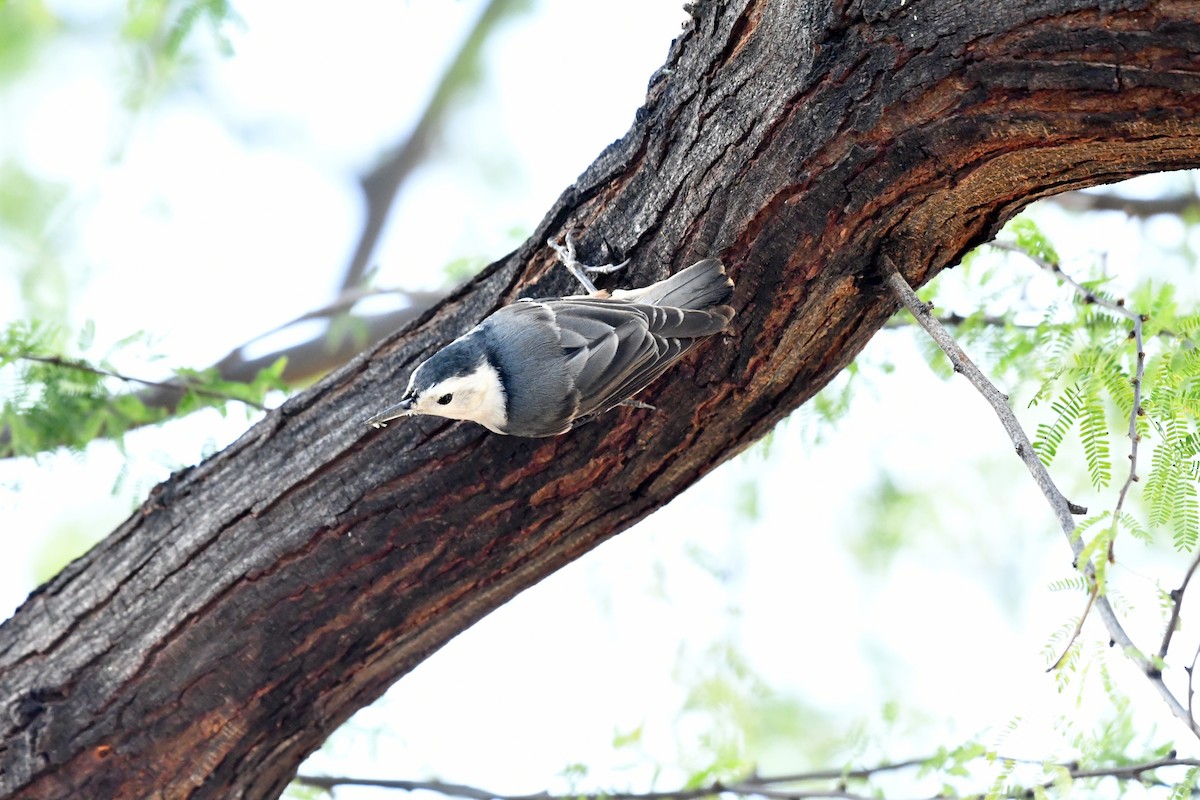 White-breasted Nuthatch - ML647563202