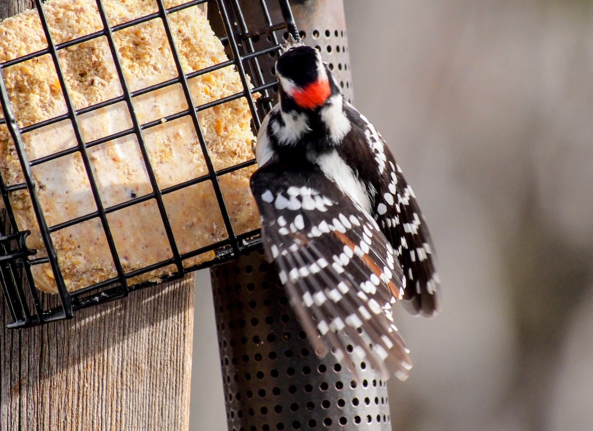 Downy Woodpecker - ML647563203