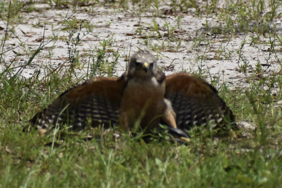 Red-shouldered Hawk - ML647563204