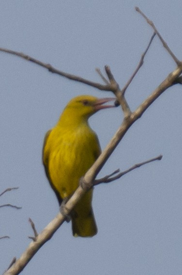 Indian Golden Oriole - ML647563205