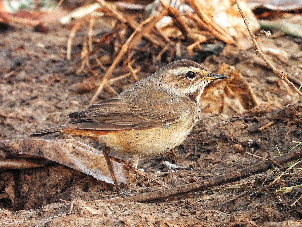 Bluethroat - ML647563208