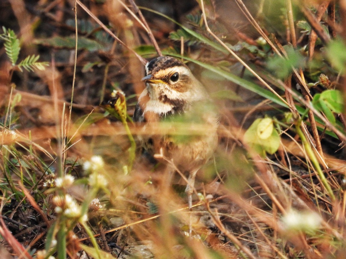 Bluethroat - ML647563209