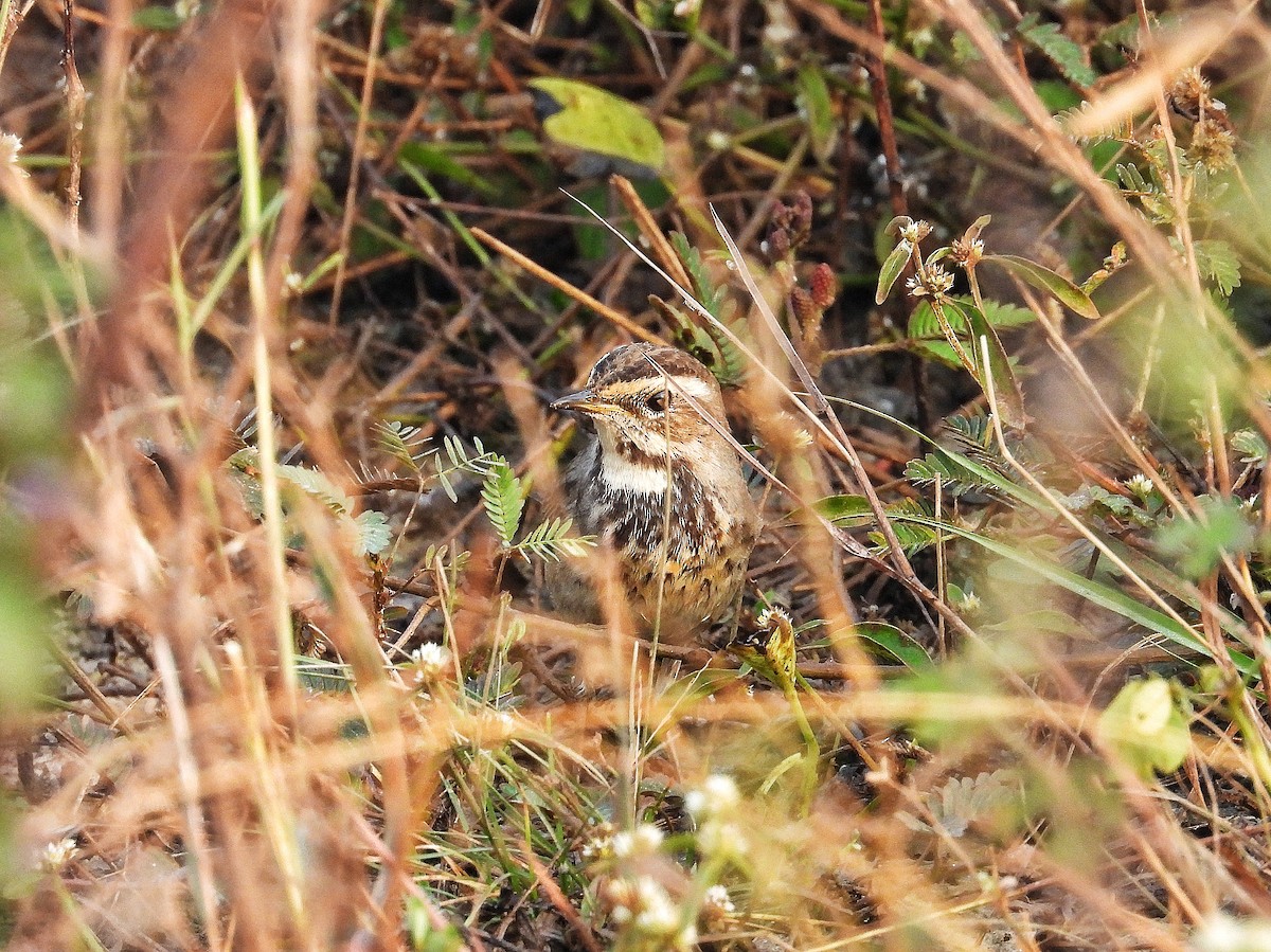 Bluethroat - ML647563210