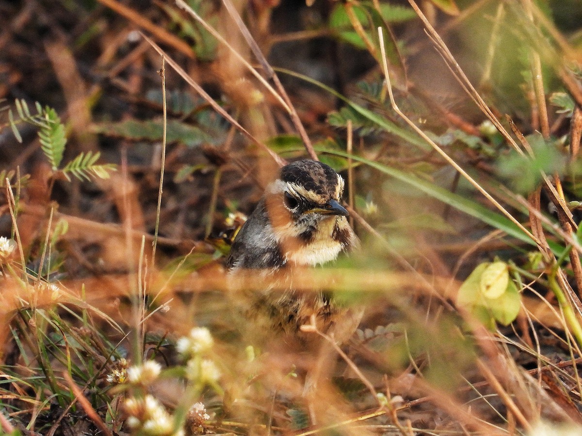 Bluethroat - ML647563211