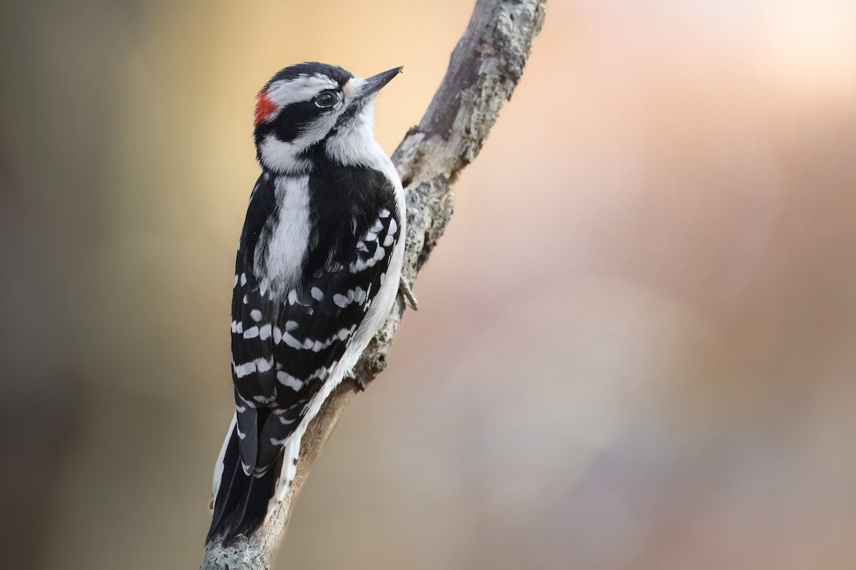 Downy Woodpecker - ML647563212