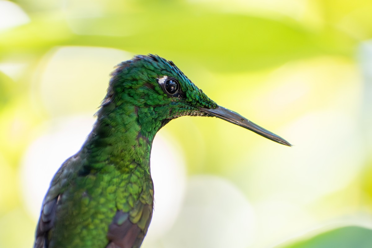 Green-crowned Brilliant - ML647563213