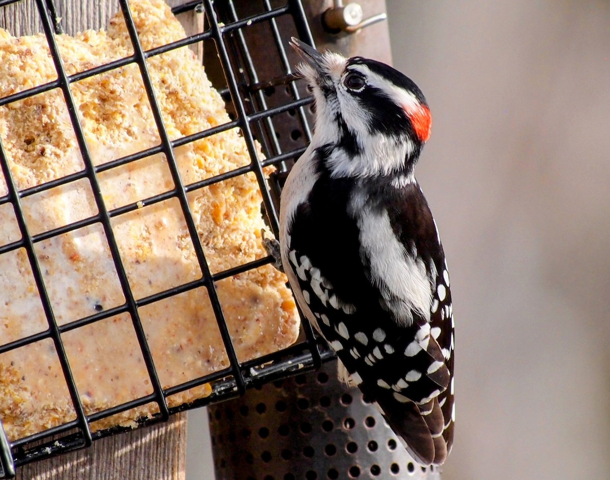 Downy Woodpecker - ML647563215