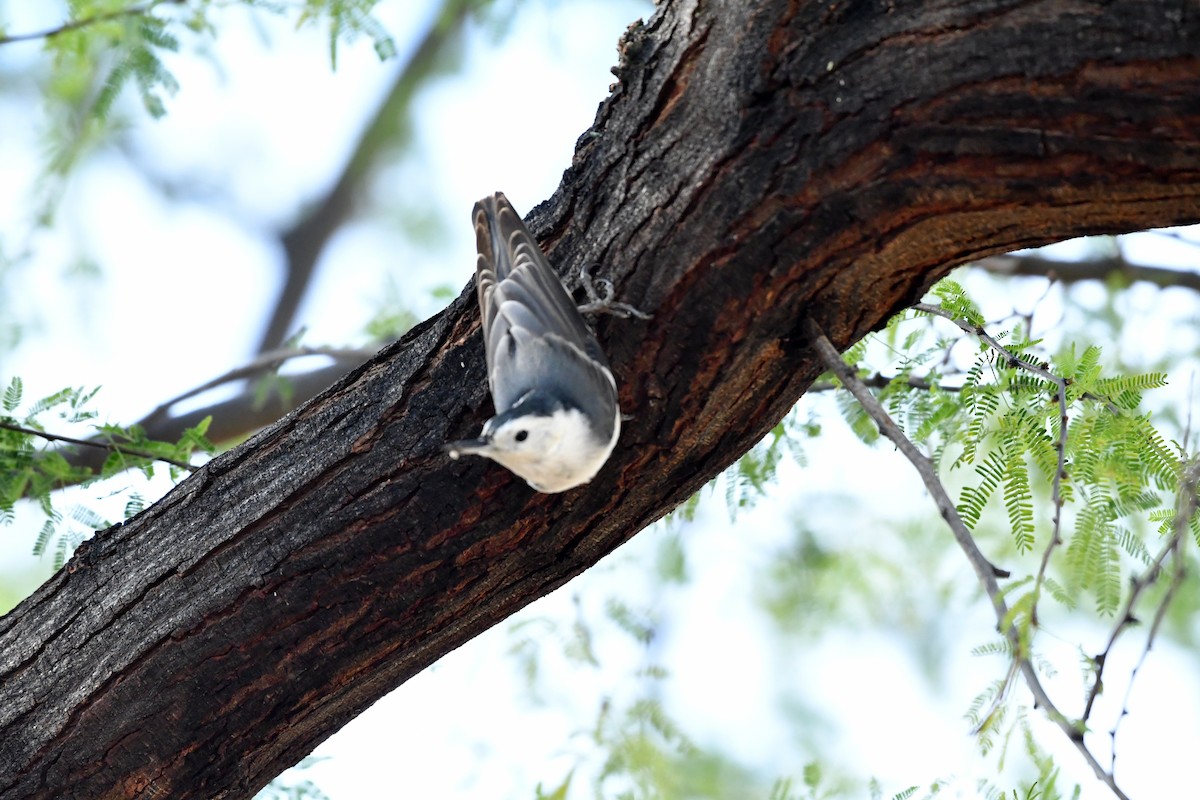 White-breasted Nuthatch - ML647563216