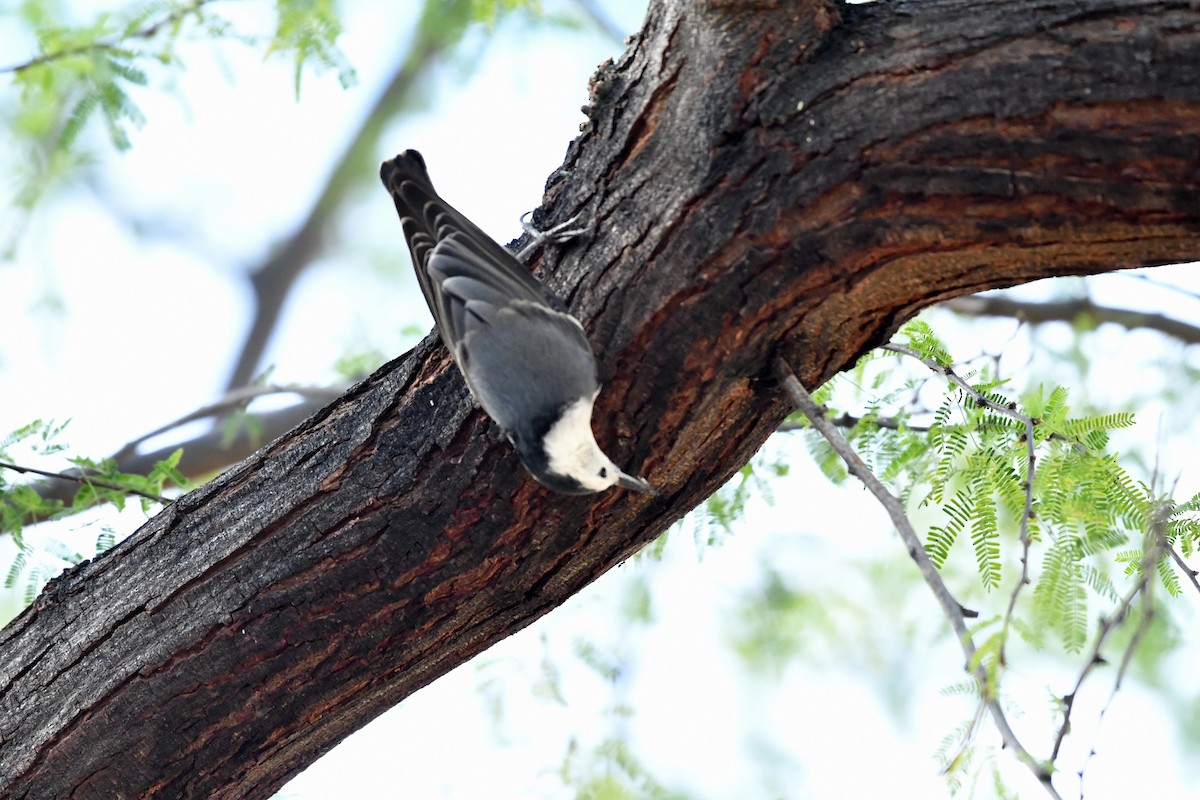 White-breasted Nuthatch - ML647563217