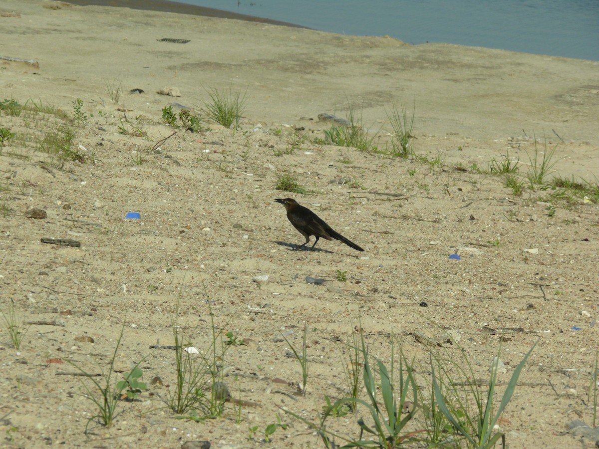 Great-tailed Grackle - ML647563219