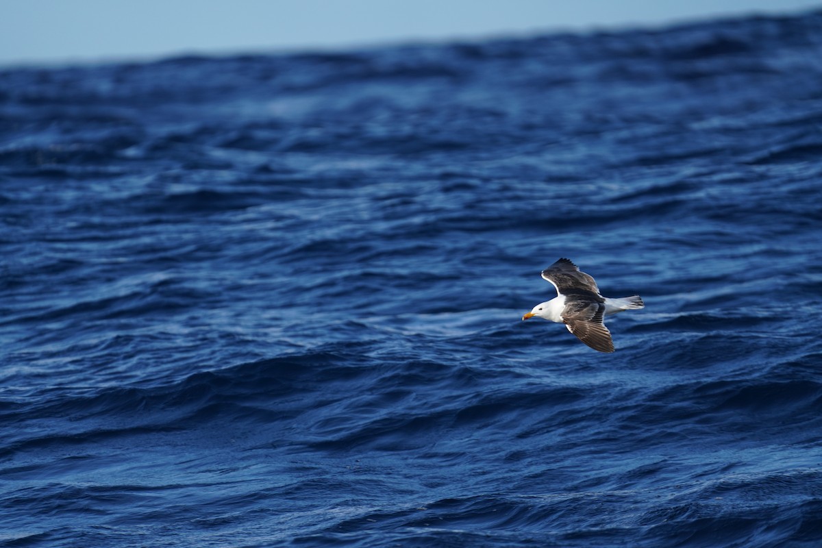 Kelp Gull - ML647563221