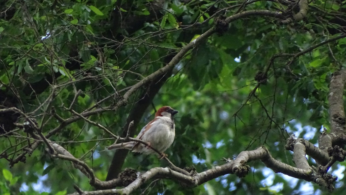 House Sparrow - ML647563223